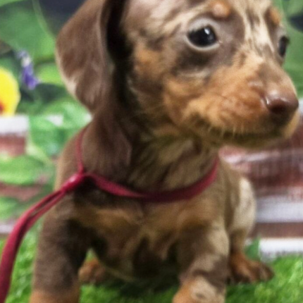 Joanna Dachshund puppy