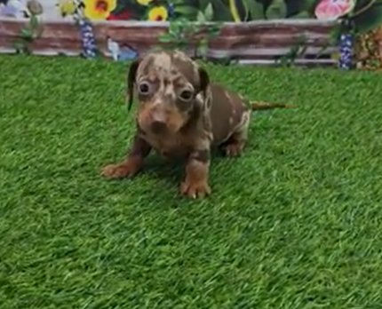 Joanna Dachshund puppy