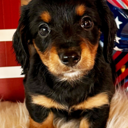Sophie Dachshund puppy