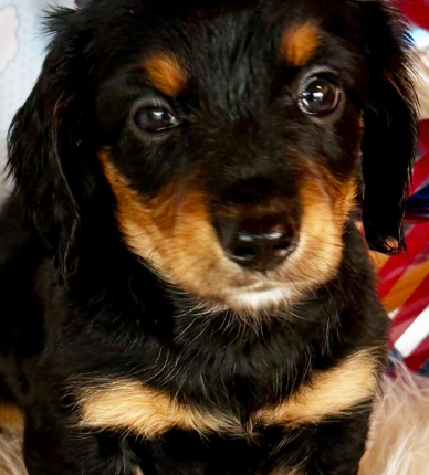 dachshund puppy Sophie for sale