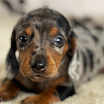 Lebron Dachshund puppy