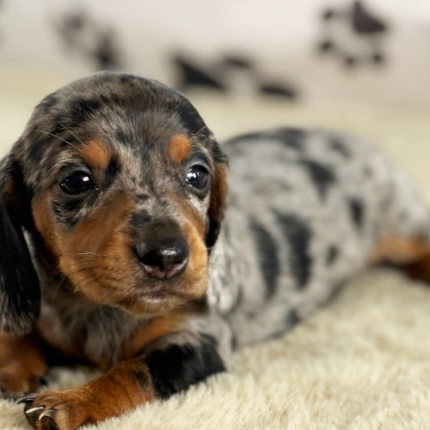 Lebron Dachshund puppy