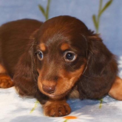 Diva Dachshund puppy