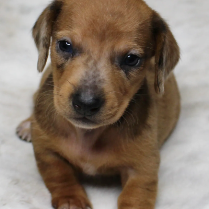 dachshund puppy Lacy for sale