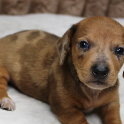 Dachshund puppy profile photo
