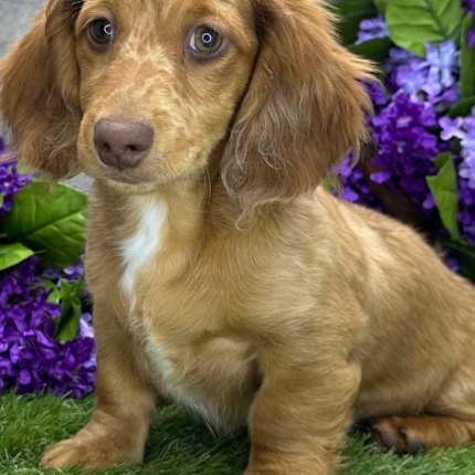 dachshund puppy Nathan for sale