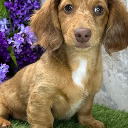 Nathan Dachshund puppy