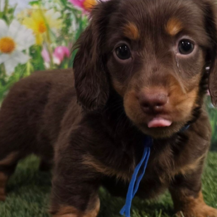 Adam Dachshund puppy