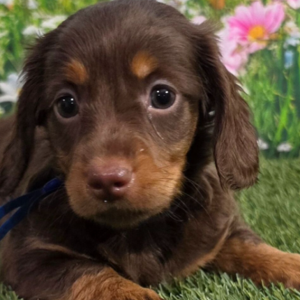 Adam Dachshund puppy