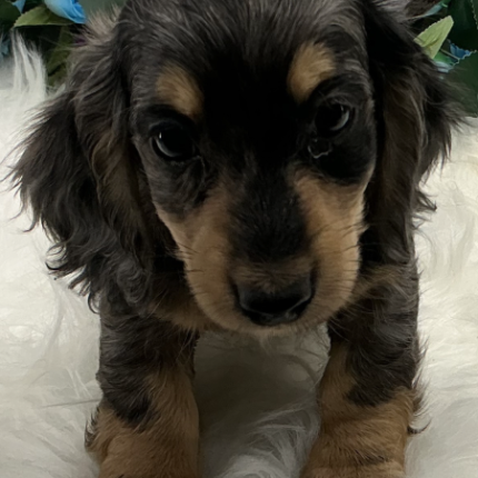 Mac Dachshund puppy