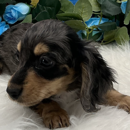 Lebron Dachshund puppy