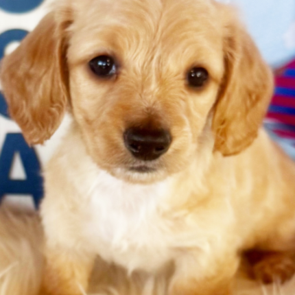 dachshund puppy Sahara for sale