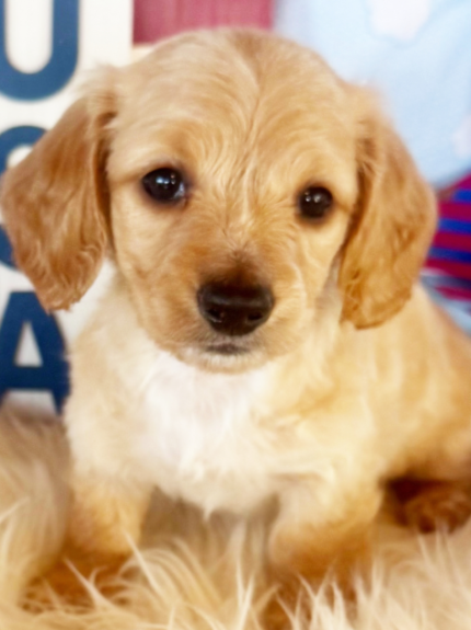 Sahara (Female)