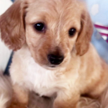 Sahara Dachshund puppy