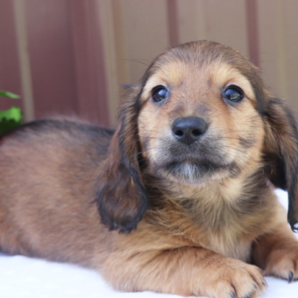 female dachshund puppy for sale