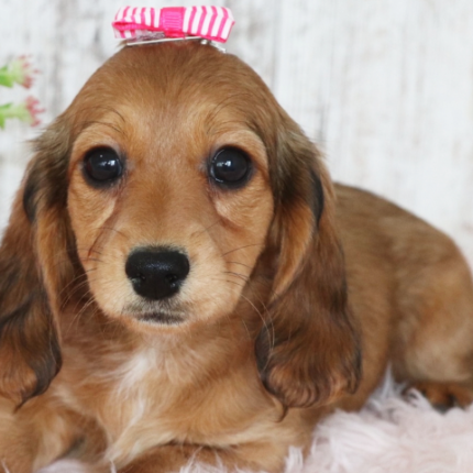 dachshund puppy Odelle for sale