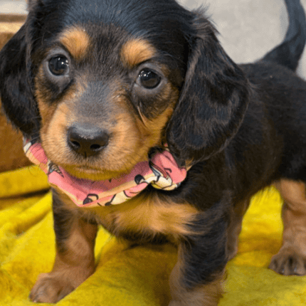 dachshund puppy Winter for sale