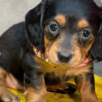 Winter Dachshund puppy