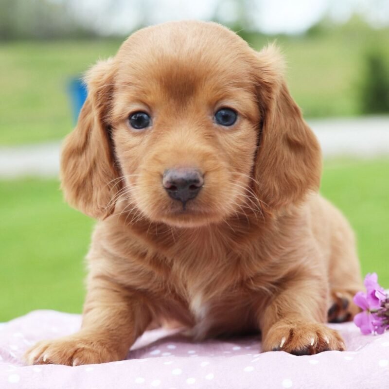 Rosie