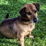 Brown dachshund puppy available for adoption